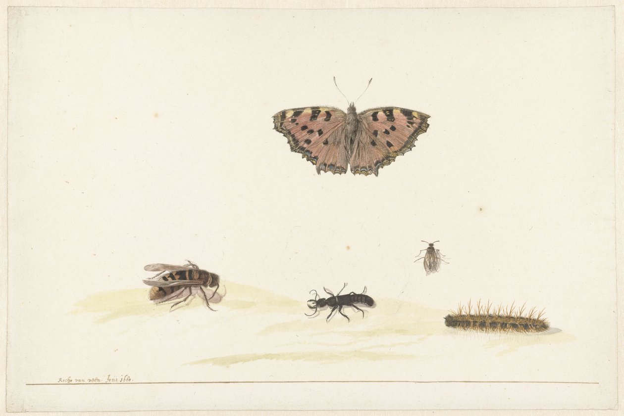 Folha de estudo com diferentes insectos de Rochus van Veen