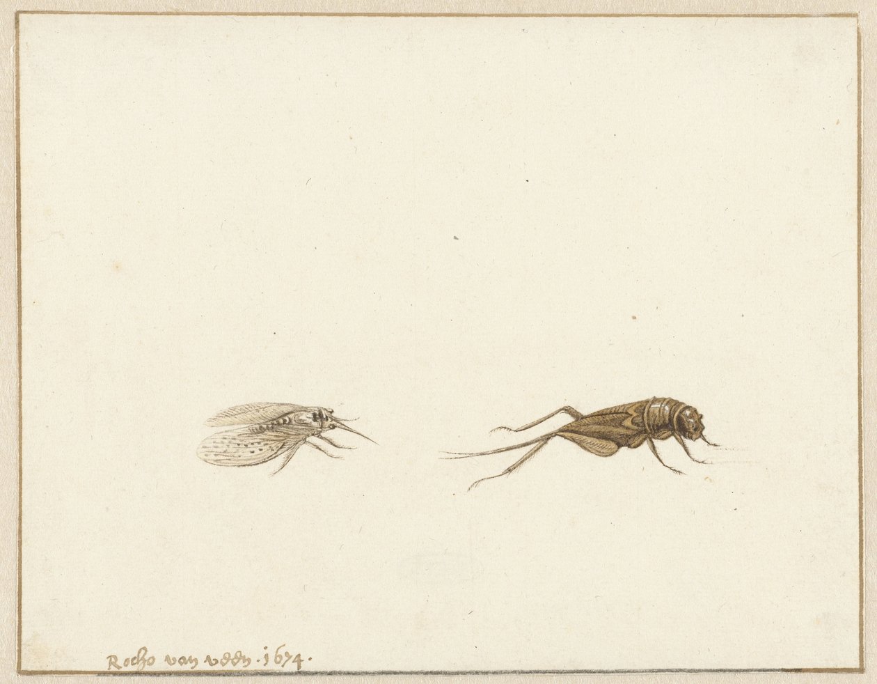Dois insetos de Rochus van Veen