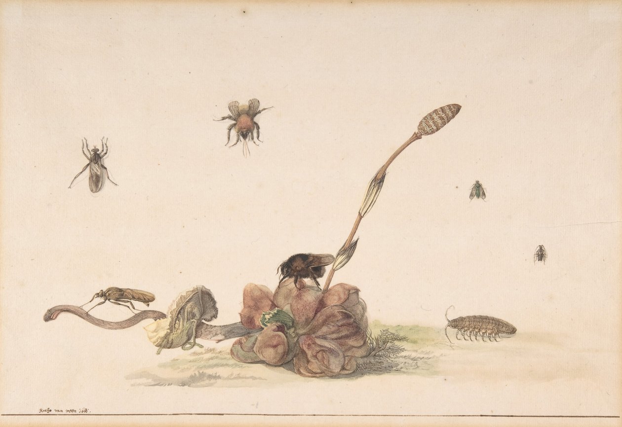 Vários insetos por um fungo, 1681. de Rochus van Veen