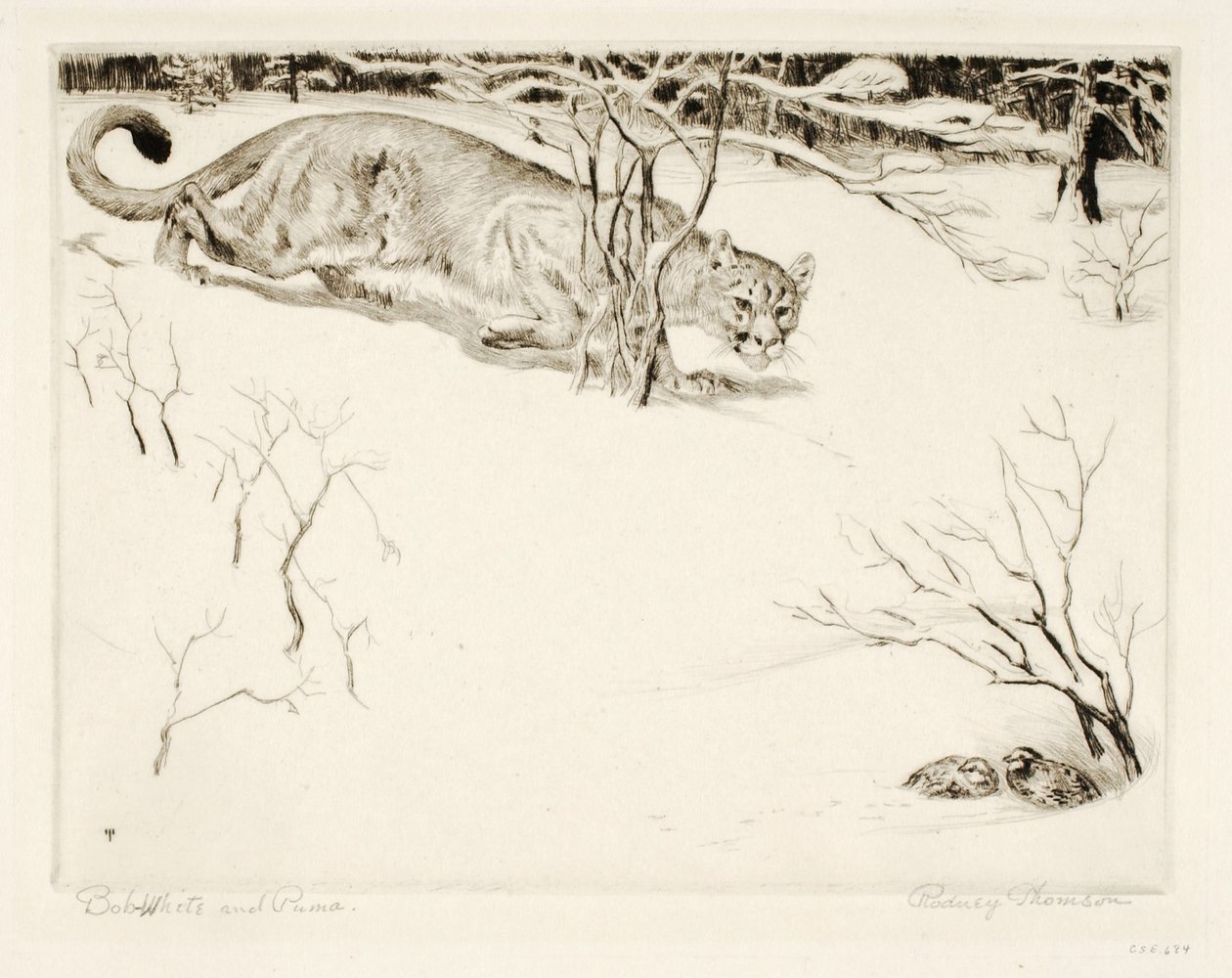 Bob-white e Puma de Rodney Thomson