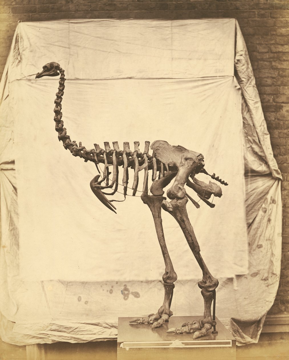 Dinossauro Dinornis Elephantopus de Roger Fenton