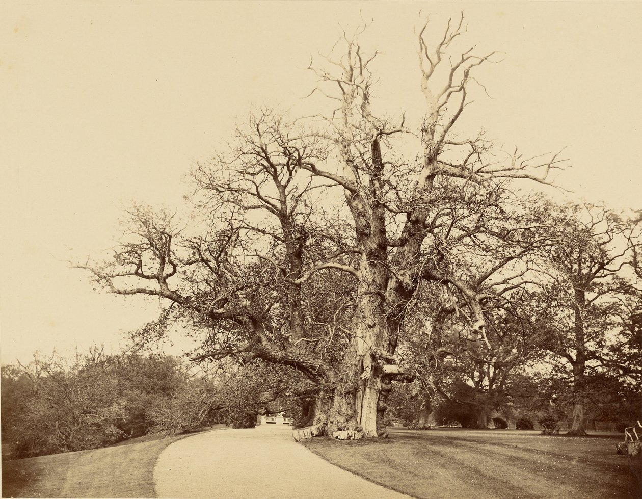 [Estudo de uma árvore e de uma entrada de automóveis] de Roger Fenton