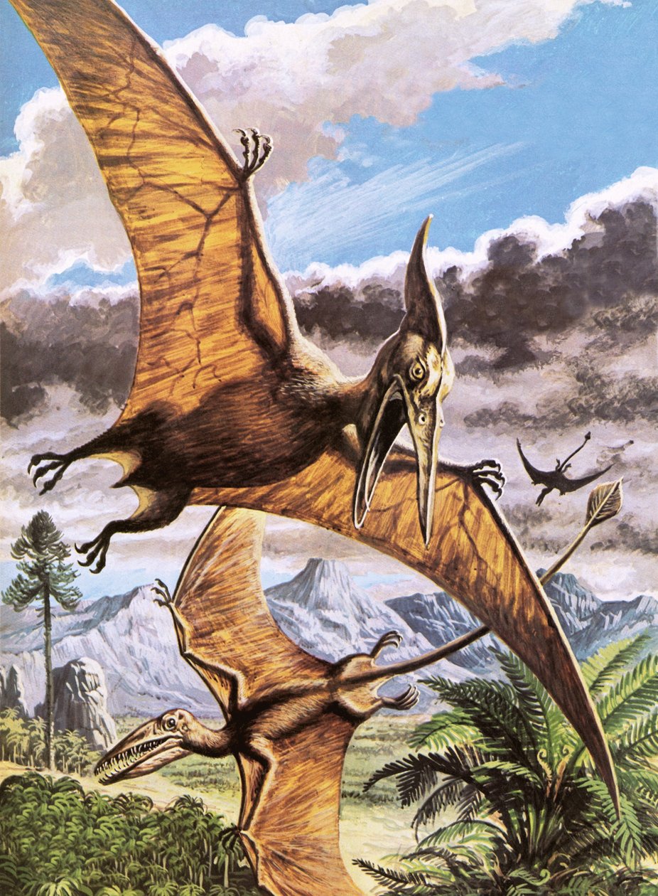 Pteranodon (em cima) e Rhamphorhynchus (em baixo) de Roger Payne