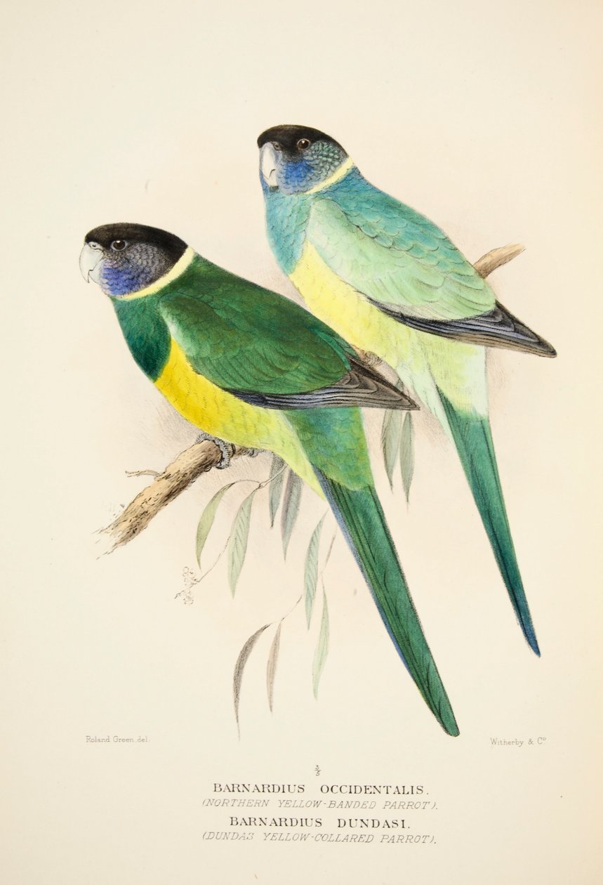 Papagaio com colarinho amarelo do norte e papagaio com colarinho amarelo de Dundas, bar. 1916 gravura colorida à mão de Roland Green