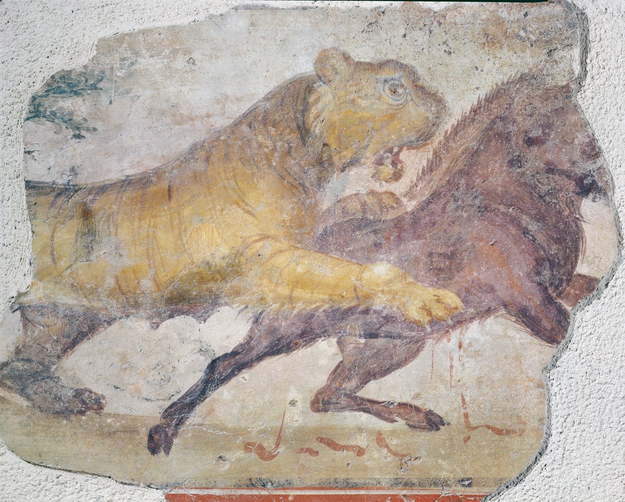 Um tigre atacando um javali, do anfiteatro Merida | Roman