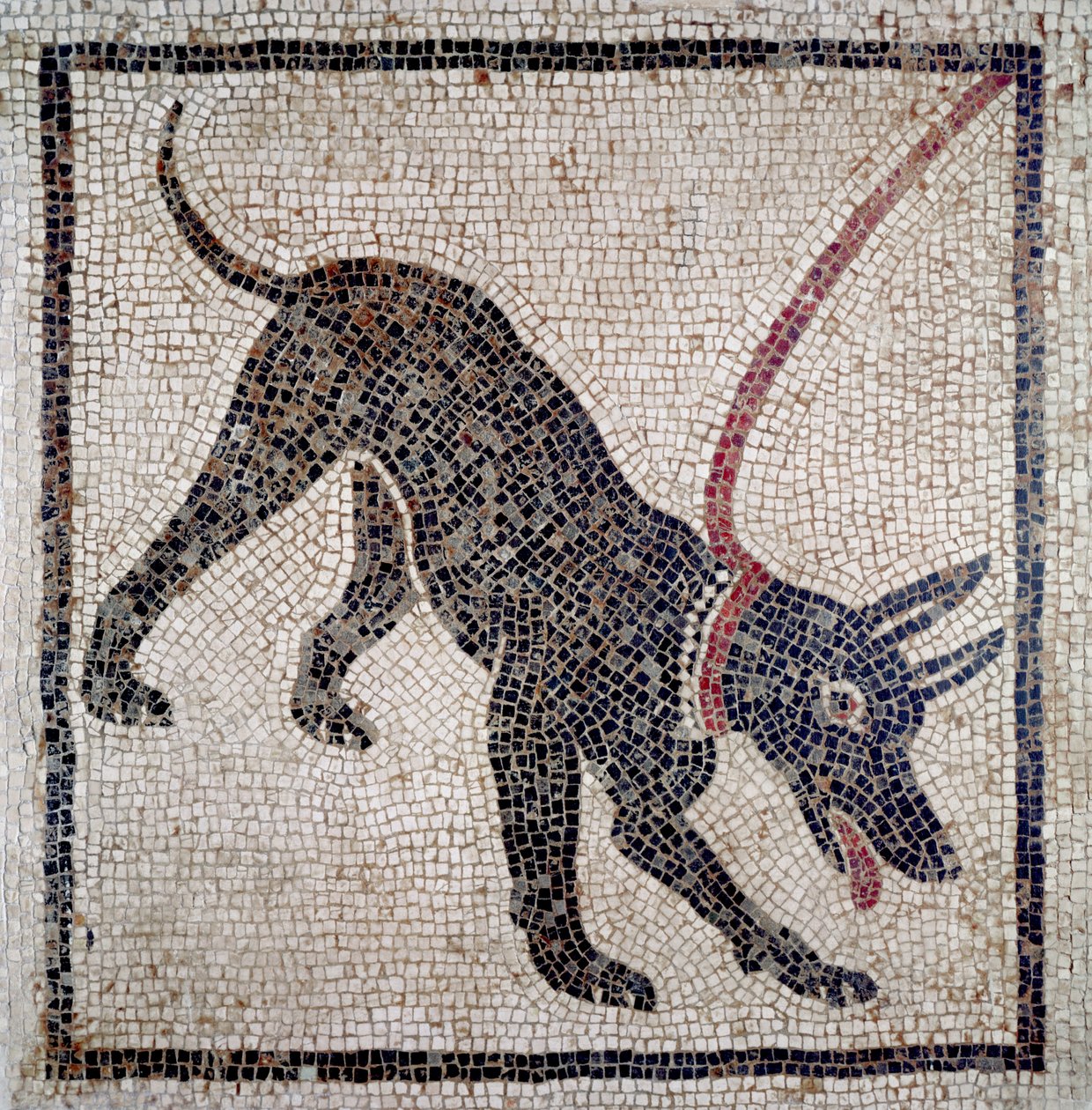 Cachorro na coleira, de Pompéia (mosaico) de Roman