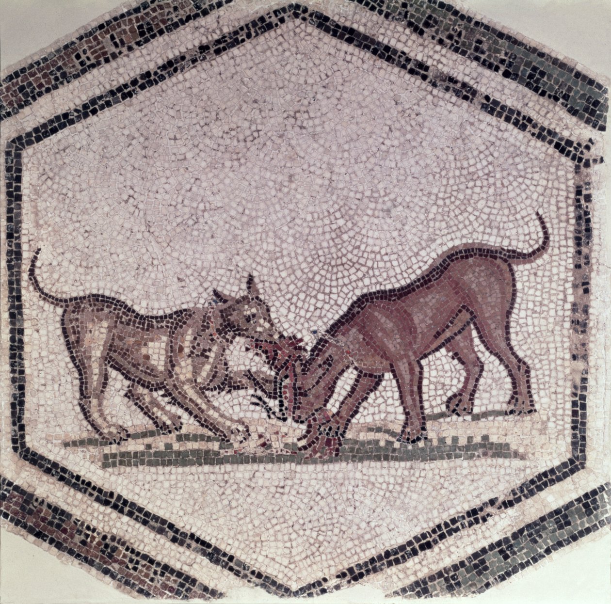 Cães que lutam por um pássaro, romano, do século 2 a 3 (mosaico) de Roman