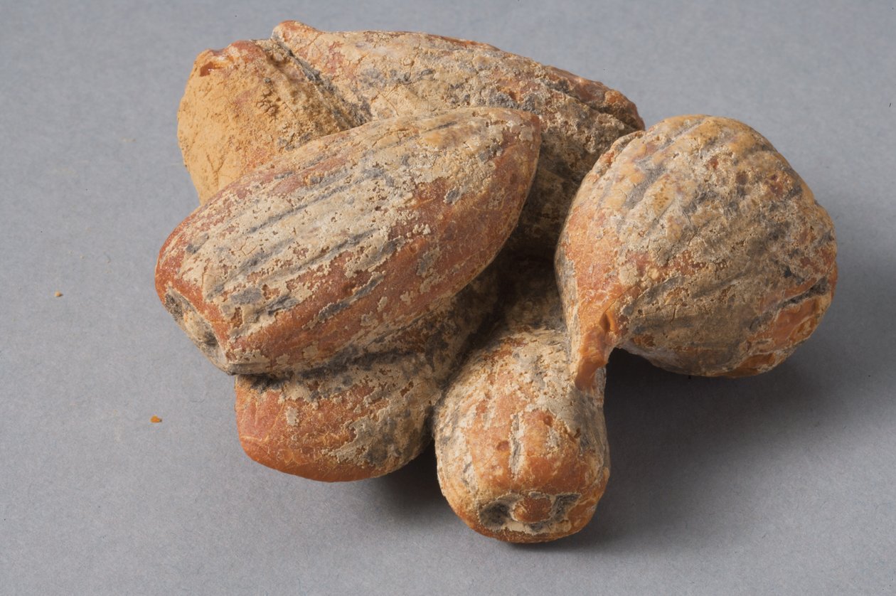 Figos e amêndoas (âmbar helenístico) de Roman Period Egyptian