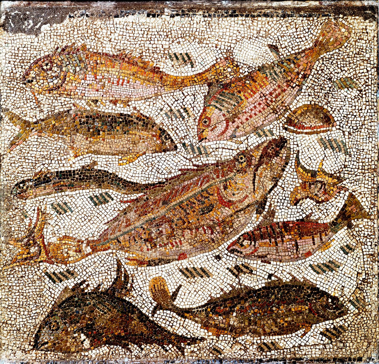Arte romana: mosaico representando peixes. Século I ou II d.C. De Villa dei Settimii na Via Cassia. Roma, Museo Nazionale Romano - Arte romana: mosaico representando peixes. Século I ou II d.C. Da Villa dei Settimii, Via Cassia. Museo Nazionale Romano, Rom de Roman