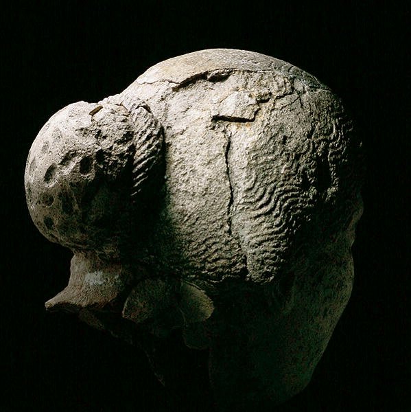 Vista traseira da cabeça de uma mulher, século II ou III d.C. (gesso) (ver também 270971-973) de Roman Period Egyptian