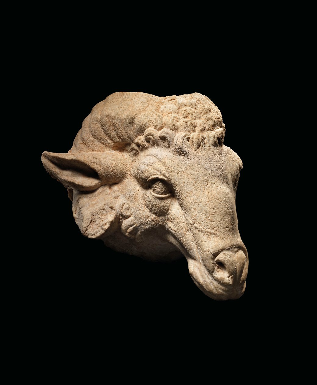 Cabeça de Carneiro, século 1 AC - século 1 DC (mármore) de Roman Roman