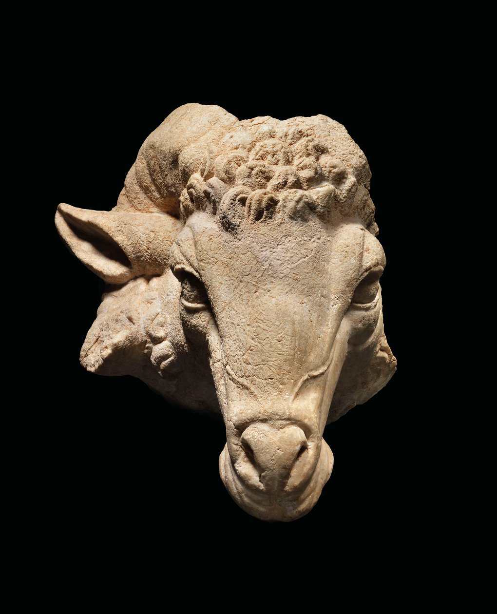 Cabeça de Carneiro, século 1 AC - século 1 DC (mármore) de Roman Roman