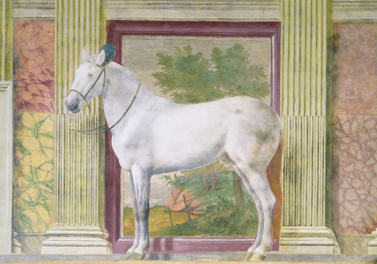 Salão dos Cavalos, detalhe mostrando um retrato de um cavalo cinza dos estábulos de Ludovico Gonzaga III de Mântua de Romano Giulio