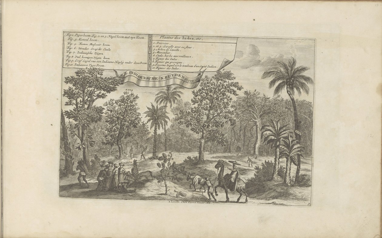 Bomen en specerijen
Plantes des Indes, etc / Indiaensche kruyden, etc (título sobre o objecto)
As Índias Oriental e Ocidental e outros lugares (título da série) de Romeyn de Hooghe