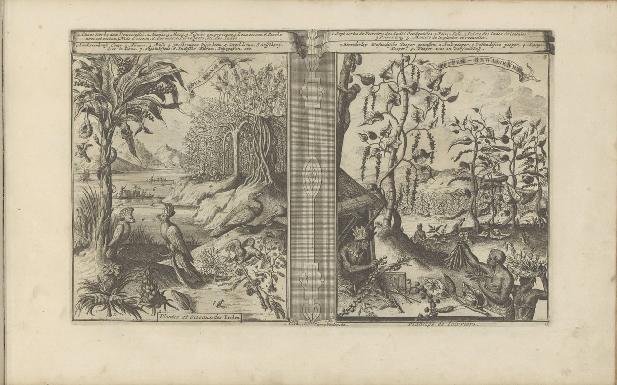Planten, vogels en pepervelden
Loua, Ananas Musa / Plantas e Aves das Índias // Peeper-Gewassen / Pepper planting (título sobre o objecto)
As Índias Oriental e Ocidental e outros lugares (título da série) de Romeyn de Hooghe