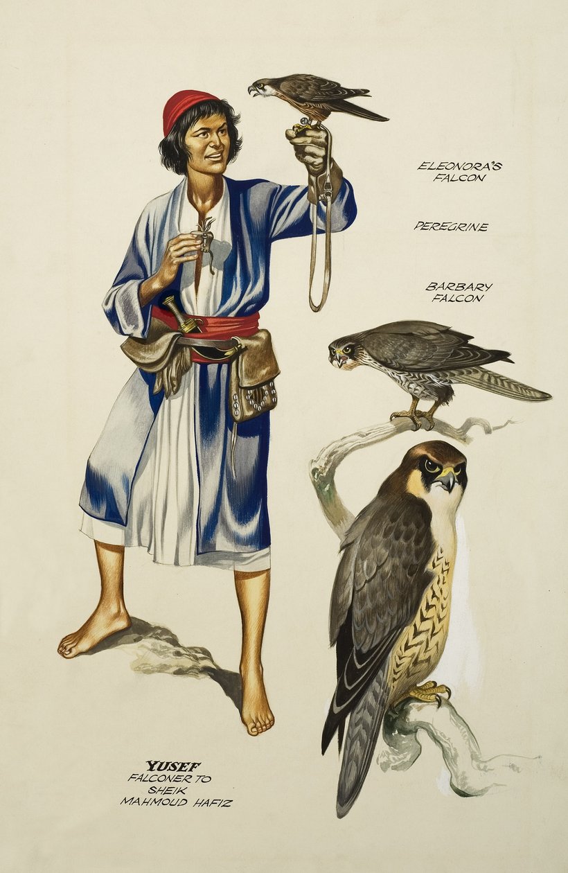 Yusef, Falconer to Sheik Mahmoud Hafiz (guache sobre papel) de Ron Embleton
