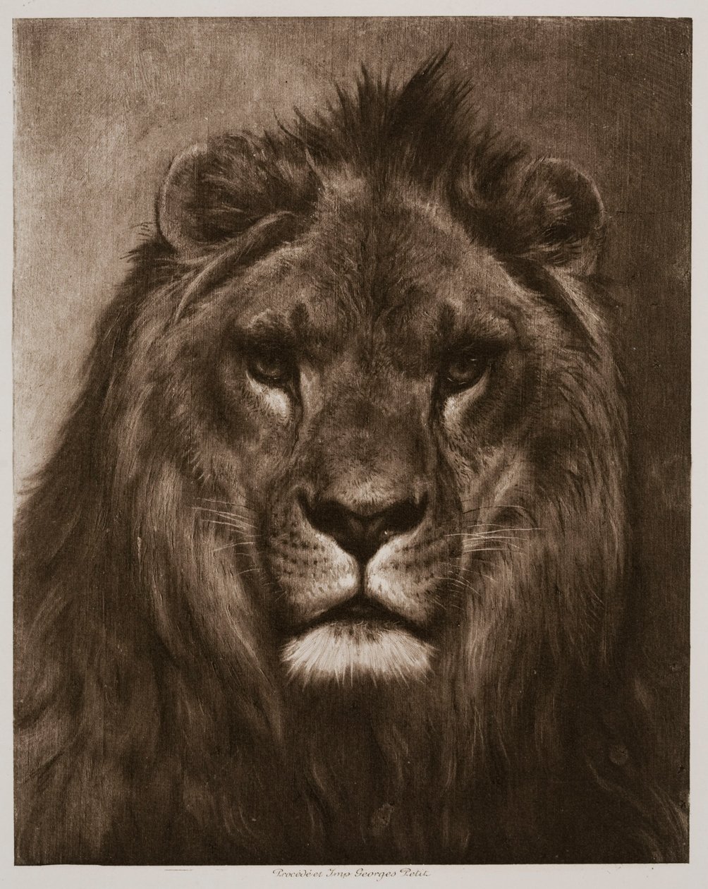 Leão de Rosa Bonheur