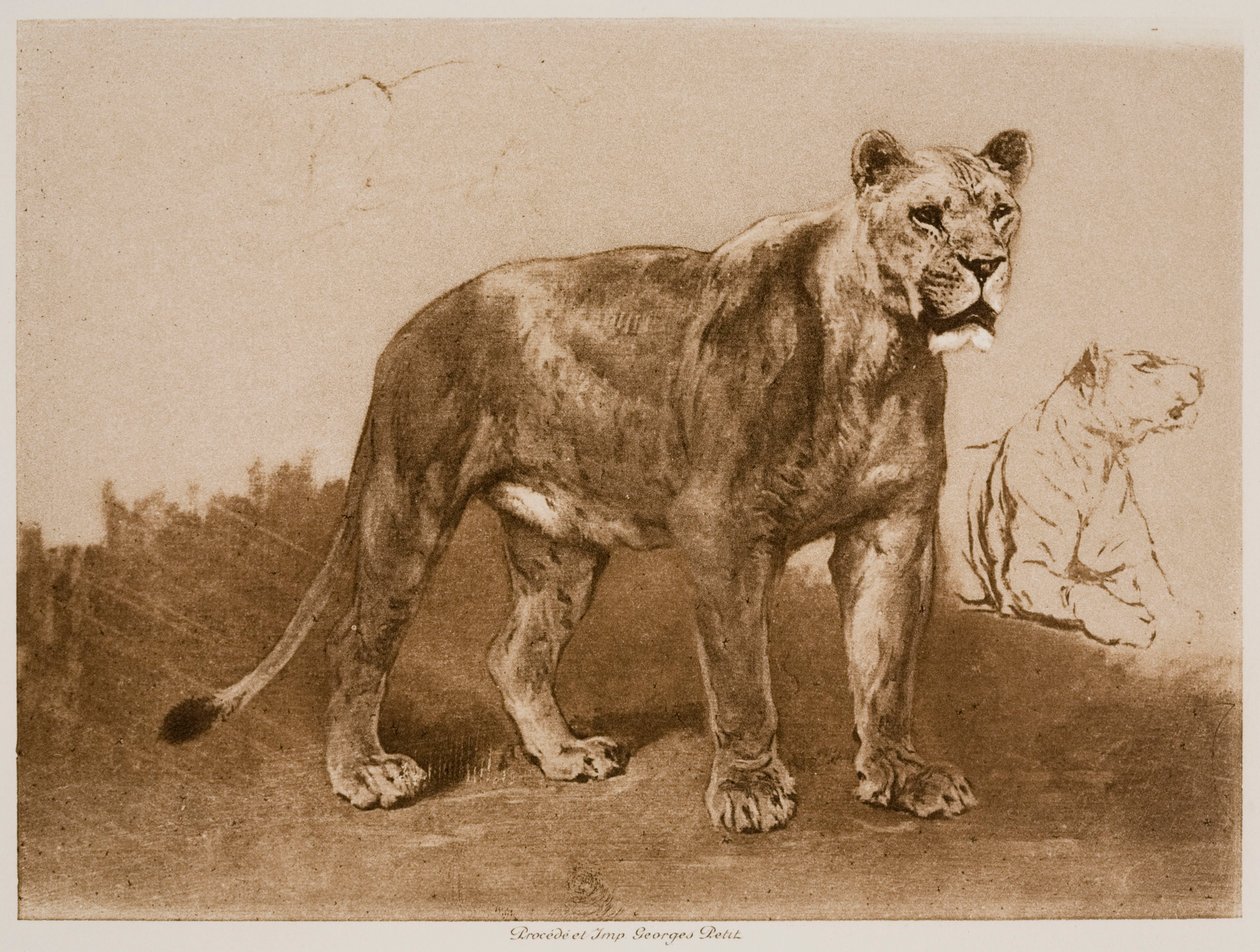 Estudos de uma leoa de Rosa Bonheur