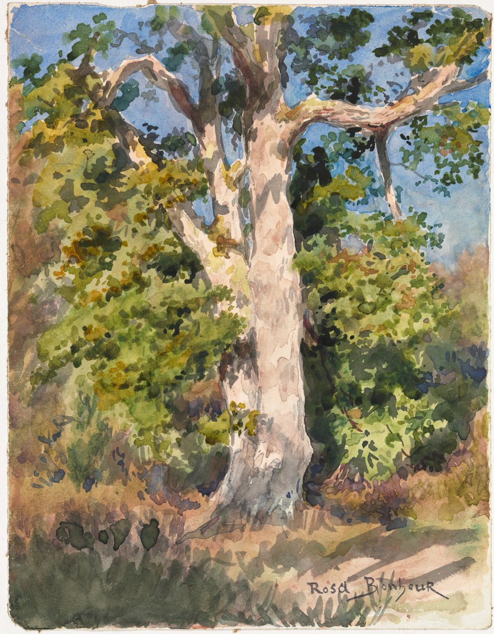 Estudo da Árvore (aguarela) de Rosa Bonheur