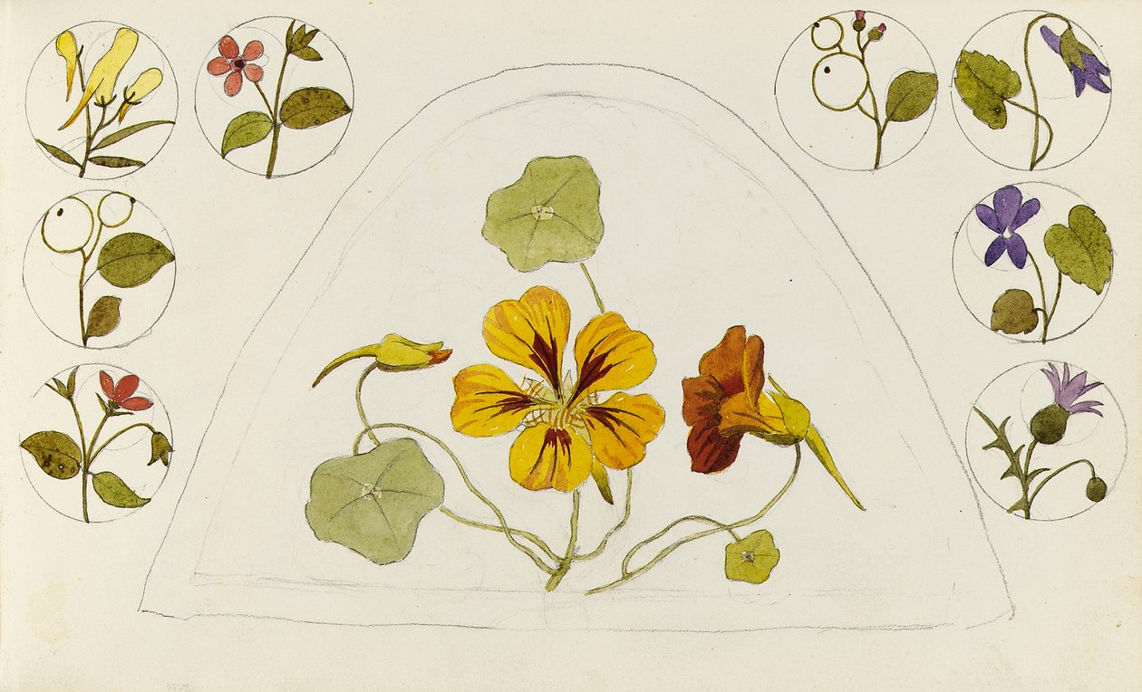 Desenhos com capuchinhas e outras flores de Rosa Brett