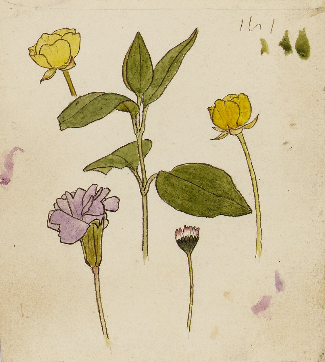 Estudo de flores - ranúnculo e margarida de Rosa Brett