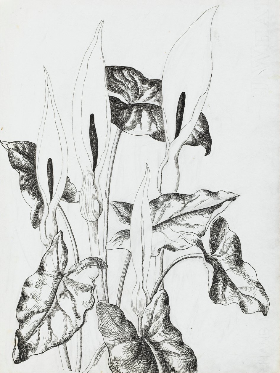 Arrum Lilies de Rosalie Brill