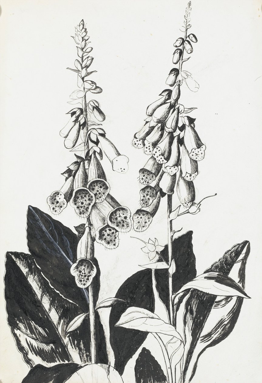 Foxgloves de Rosalie Brill
