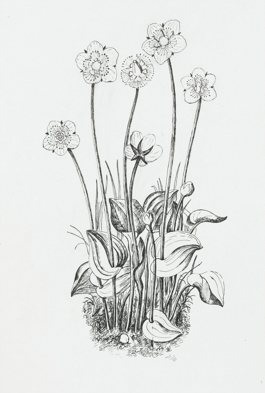 Estudo de planta de Rosalie Brill