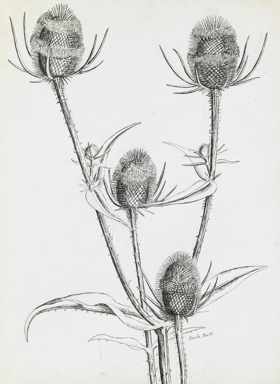 Thistles de Rosalie Brill