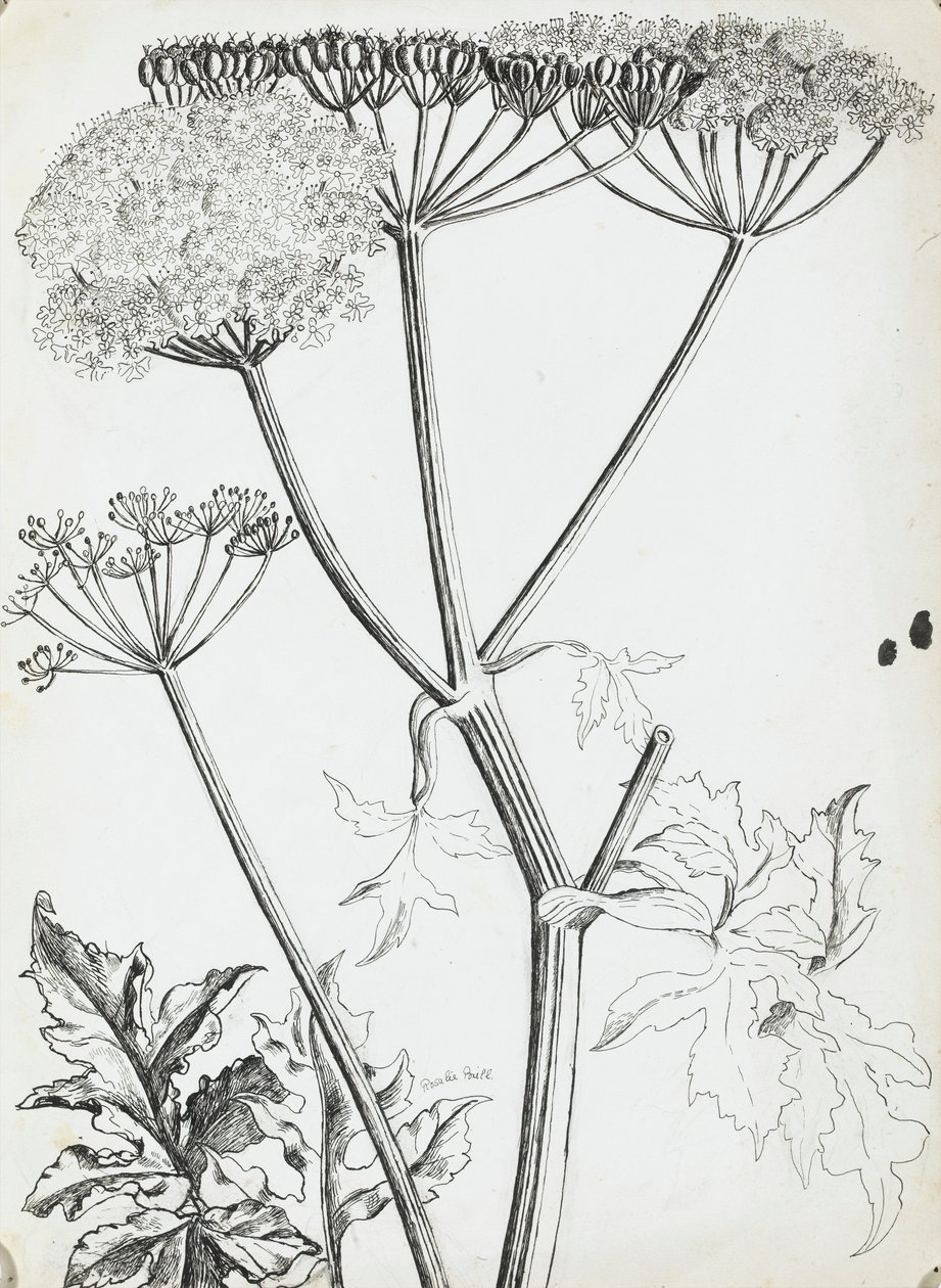 Salsa de vaca de Rosalie Brill