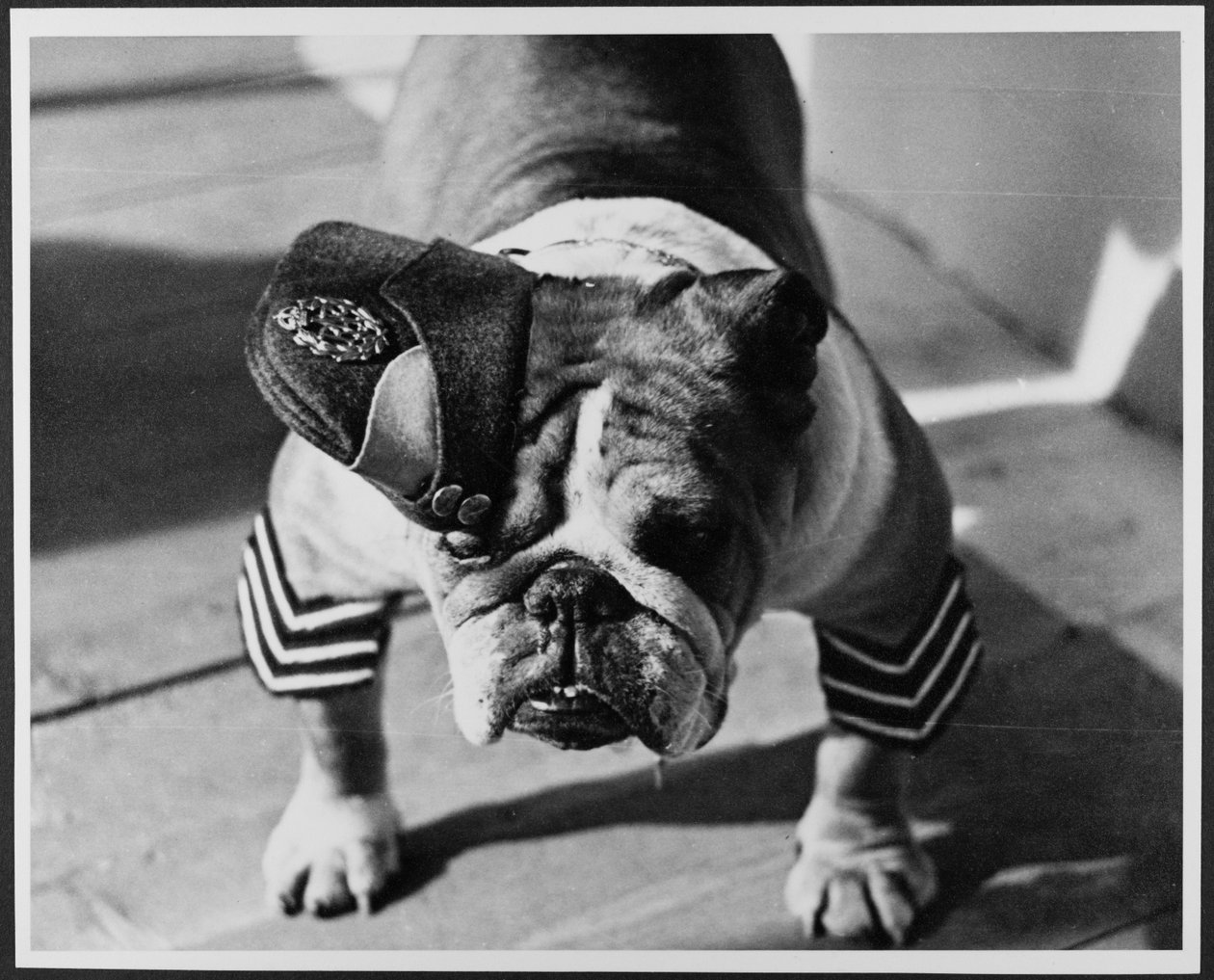 Um Bulldog em uniforme da RAF, Pinewood Studios de Royal Air Force Film Production Unit