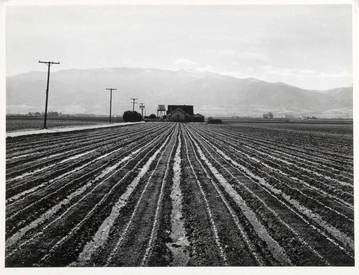 Alface jovem, Salinas, Califórnia de Russell Lee