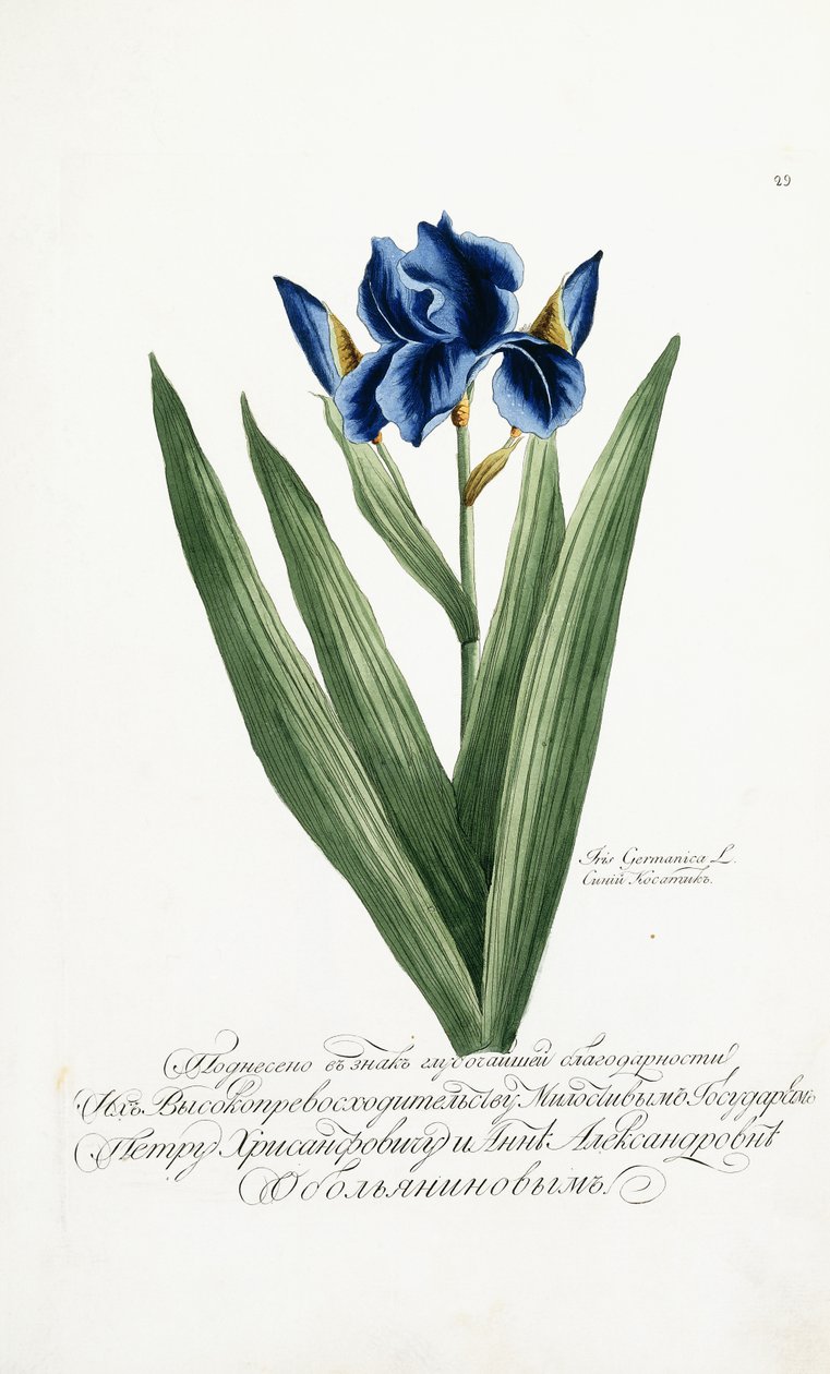 Iris Germanica, 1797-1803 de Russian School