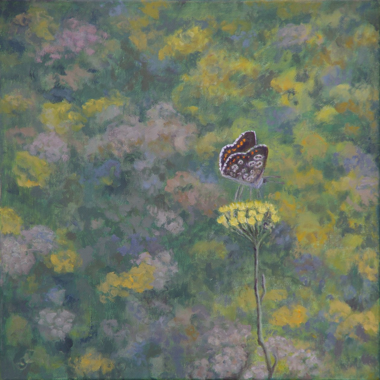 Brown Argus (depois da foto de Sara Crow) de Ruth Addinall