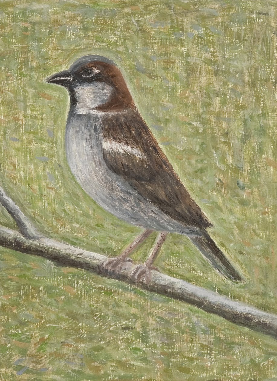 Pardal, 2008 (óleo sobre madeira) de Ruth Addinall