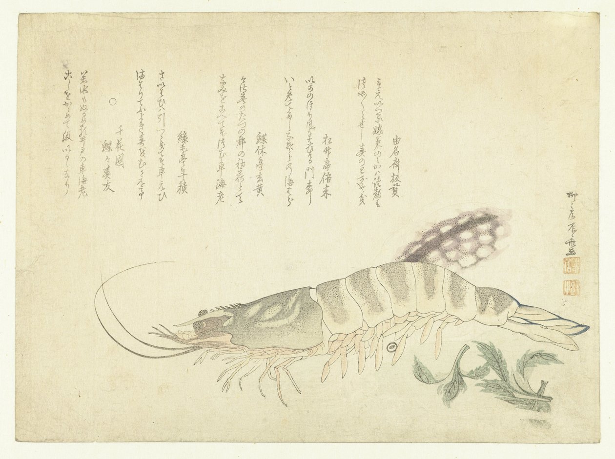 Lagostins e Chocos de Ryuryukyo Shinsai