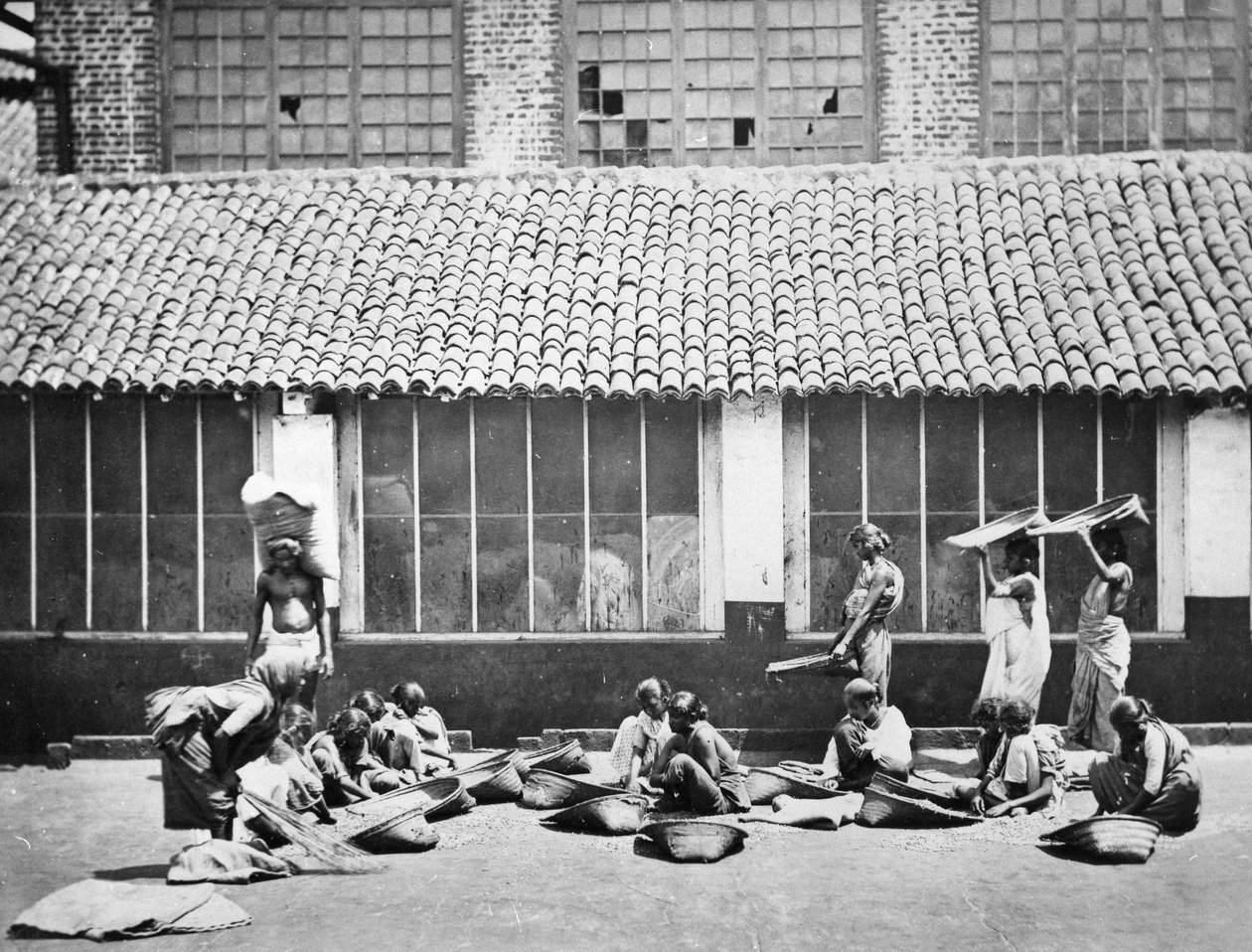 Limpeza e classificação de café, Colombo, 1870 de S. and Shepherd, C. Bourne