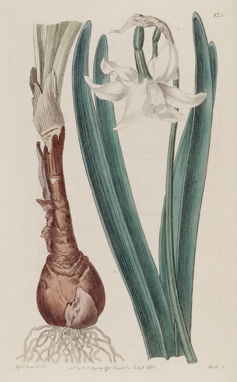 Narciso × poculiformis, como Narcissus montanus de S. Edwards