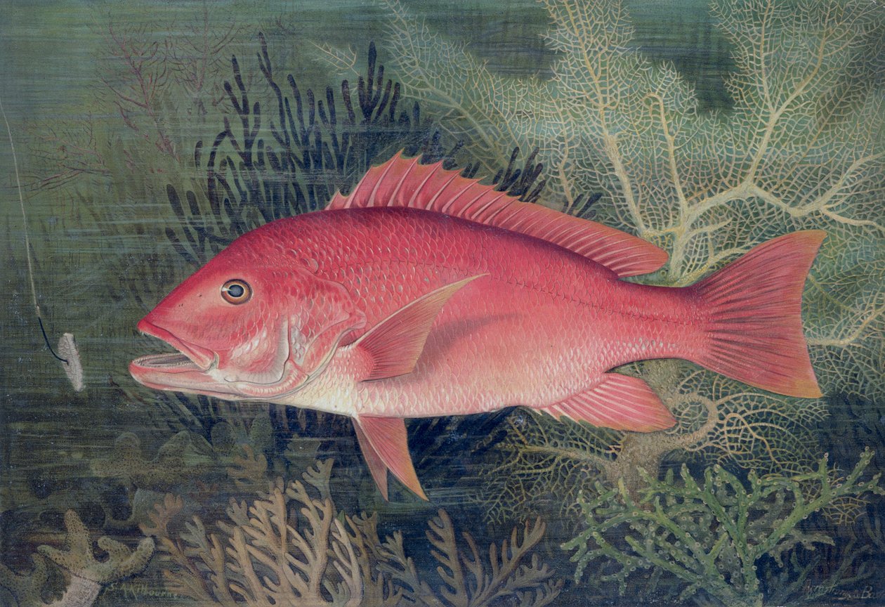 Red Snapper, de &39;Game Fishes of the United States&39;, publicado em 1878 (chromolitho) de S.A. Kilbourne
