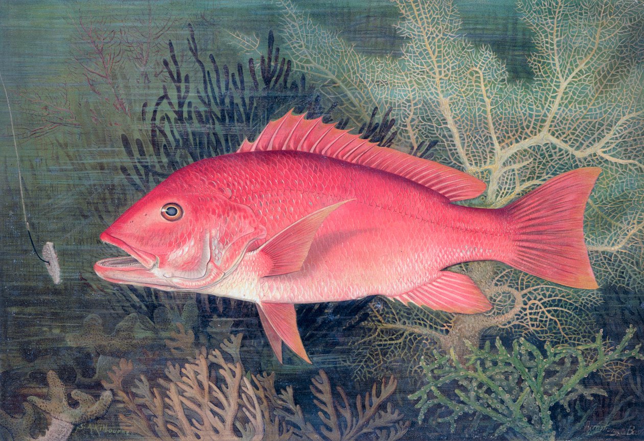 Pargo Vermelho, 1878 de SA Kilourne