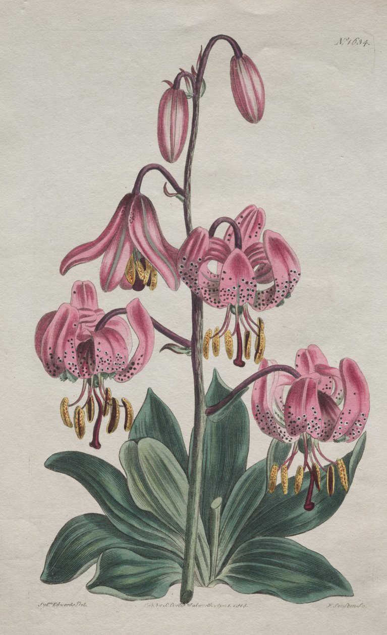 A Revista Botânica ou Jardim de Flores Exibido: Martagon de talo liso, Cap Lily de Turk de S. Curtis