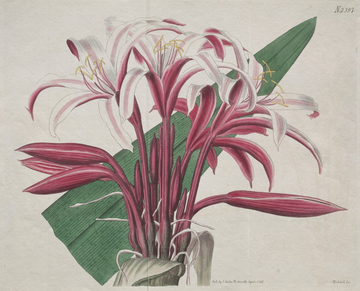 A revista botânica ou jardim de flores exibido: Stately Crinum de S. Curtis