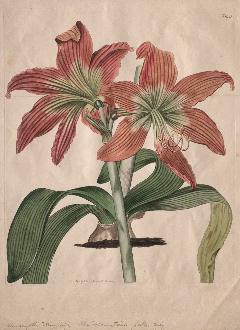 The Botanical Magazine ou Flower Garden Exibido: The Mountain Lake Lily de S. Curtis