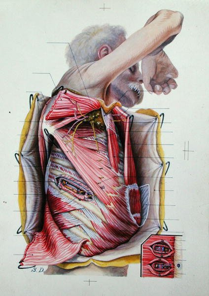 Dissecção da face lateral direita do tórax, a partir de um livro sobre anatomia (gravura colorida) de S. Dupret