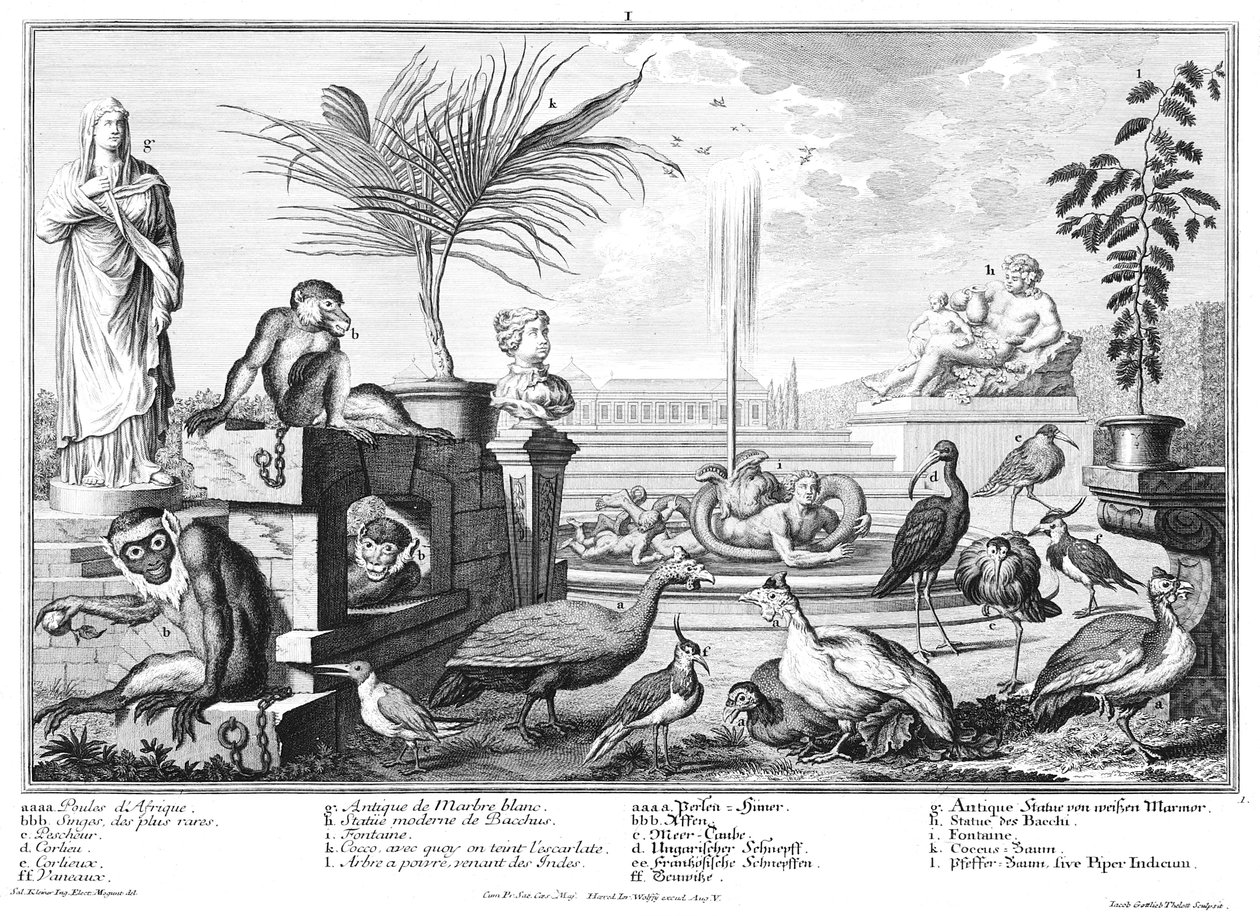 macacos, pássaros galináceos e tarambolas de Salomon Kleiner
