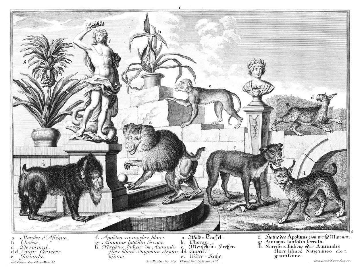 Macacos e gatos selvagens de Salomon Kleiner