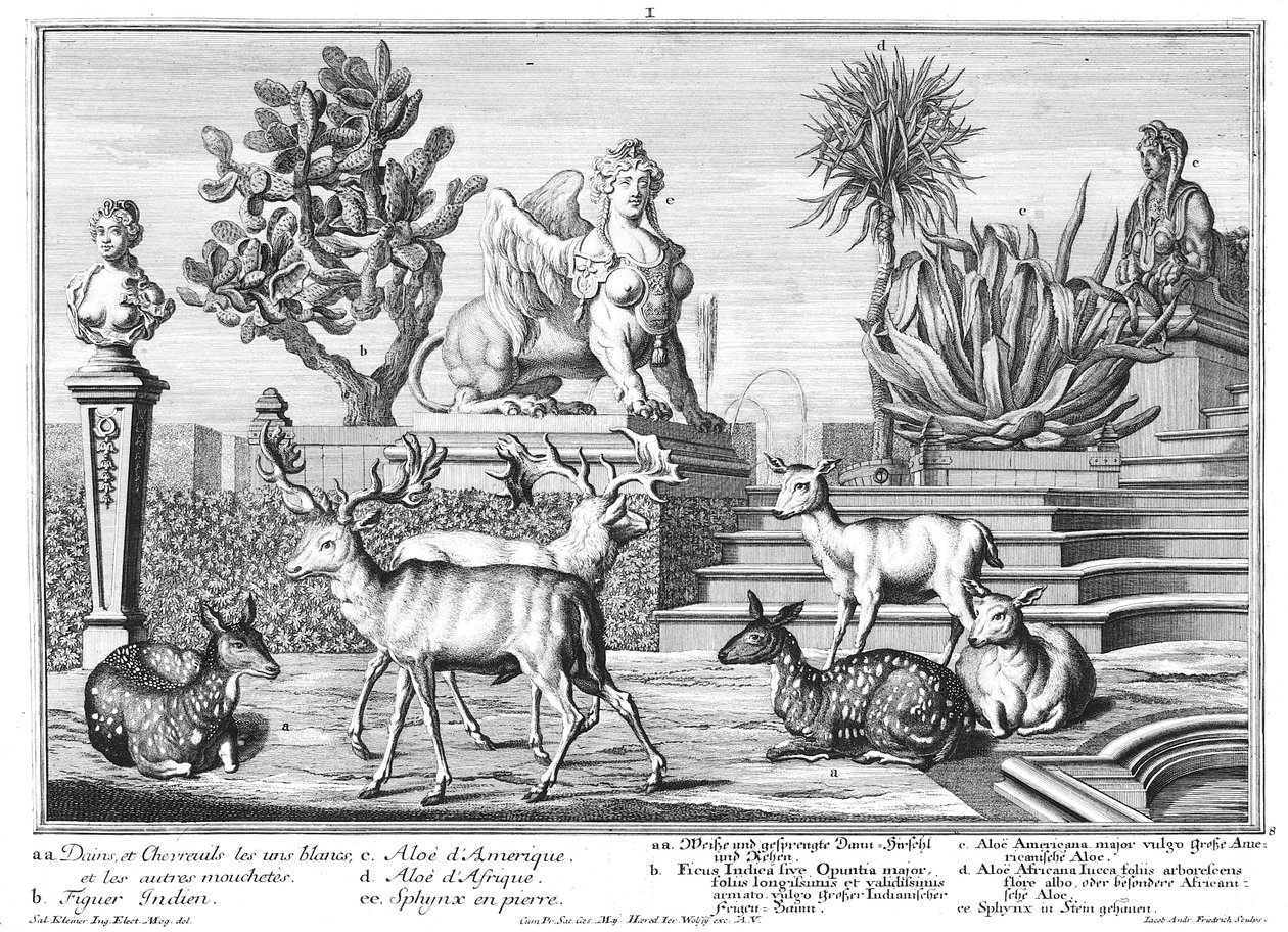 Damwild de Salomon Kleiner