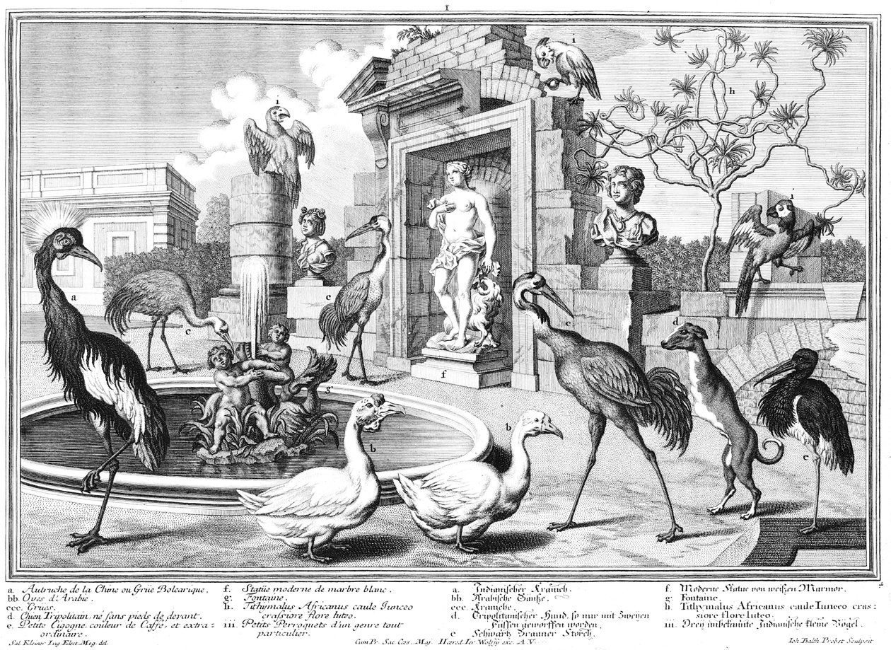 Gruas e patos de Salomon Kleiner