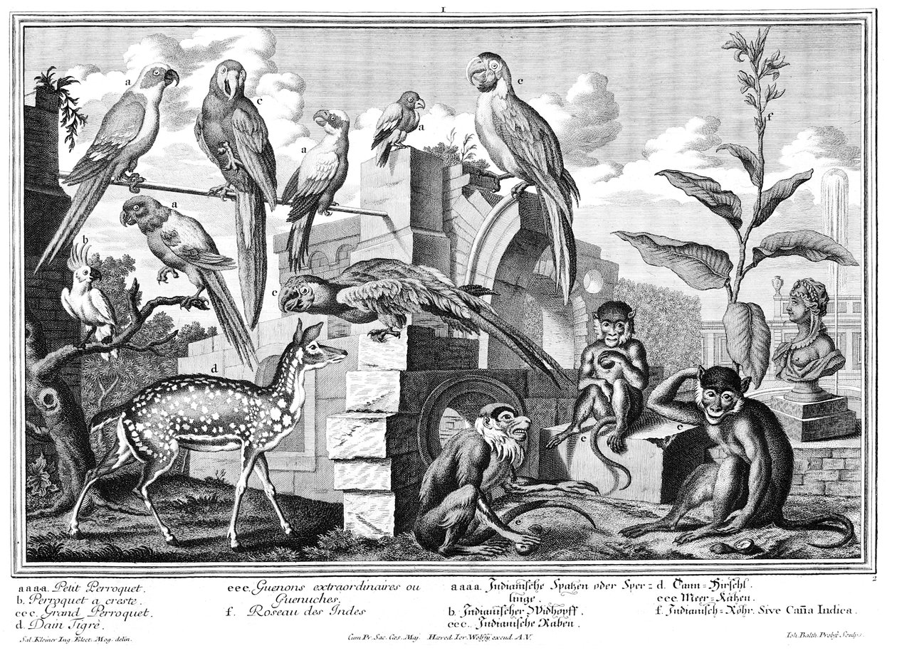 papagaios e macacos de Salomon Kleiner