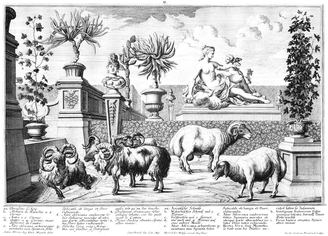 Ovelhas de Salomon Kleiner